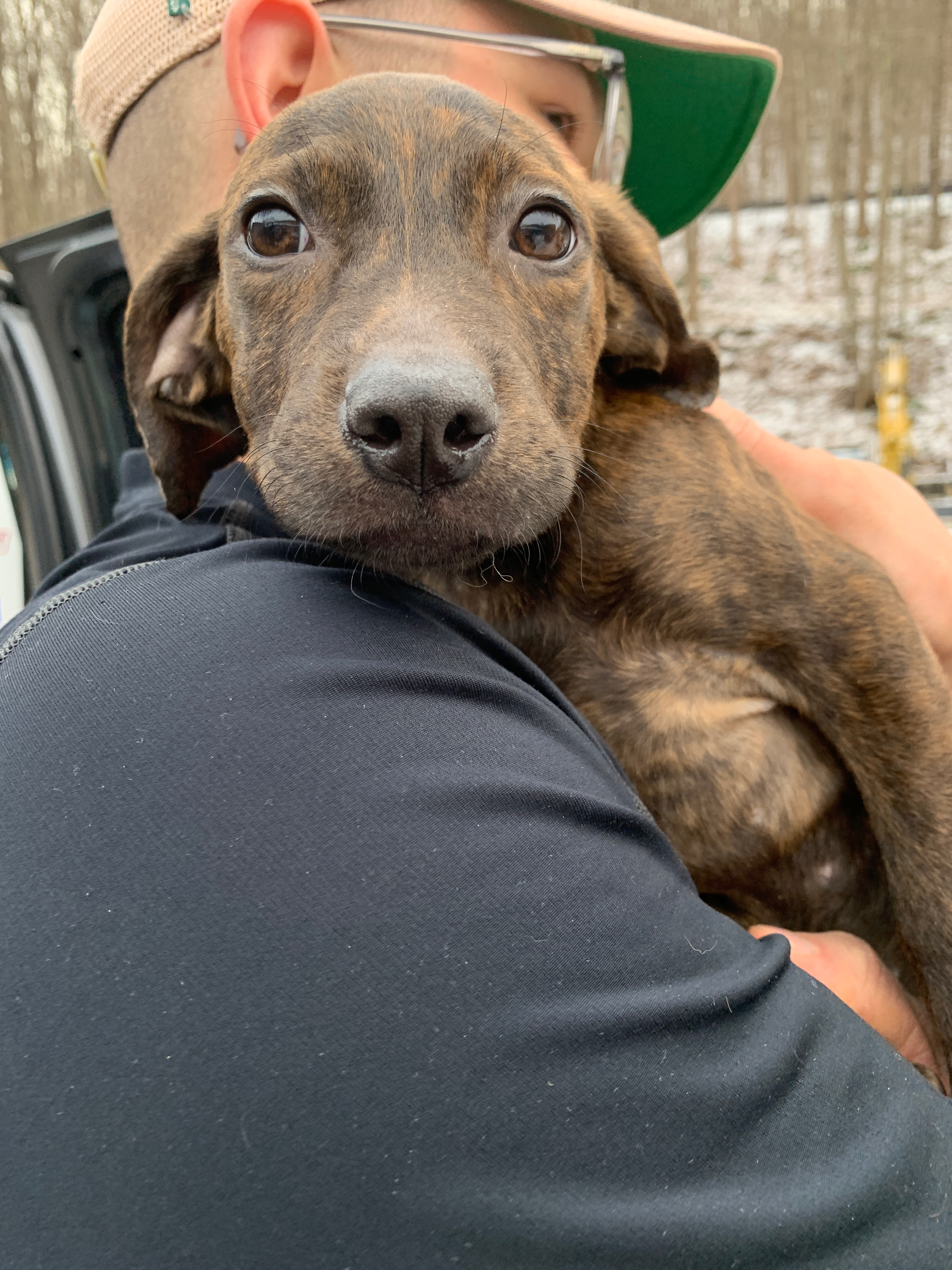 Pawsafe Animal Rescue Dogs For Adoption